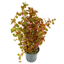 Ludwigia senegalensis (sp. guinea) - Potted - Planted Aquaria