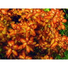 Ludwigia senegalensis (sp. guinea) - Potted - Planted Aquaria