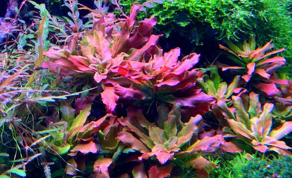 Ludwigia sphaerocarpa - ADA TC - Planted Aquaria