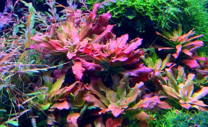 Ludwigia sphaerocarpa - ADA TC - Planted Aquaria