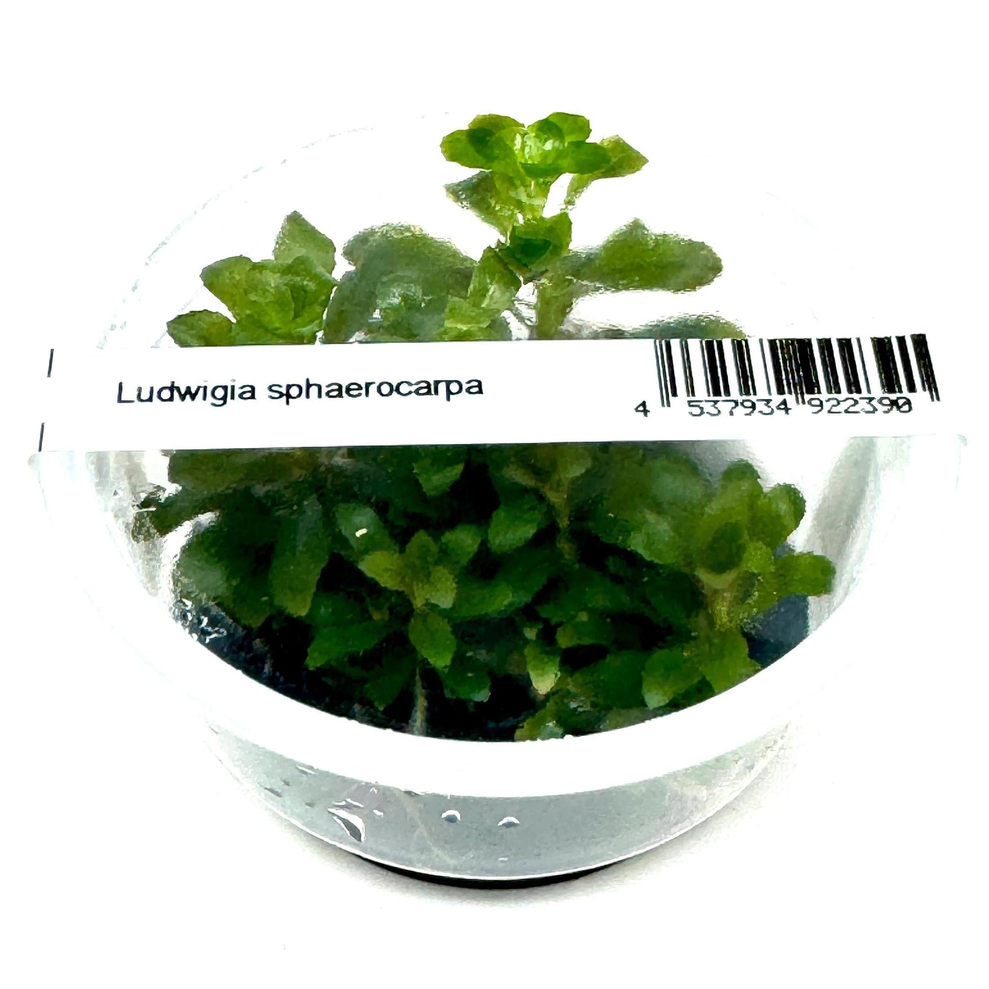 Ludwigia sphaerocarpa - ADA TC - Planted Aquaria