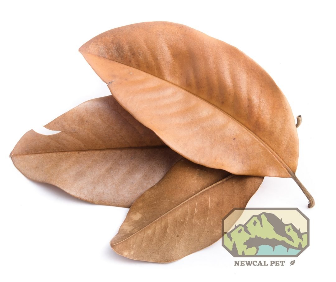 Magnolia Leaves Large - Planted Aquaria