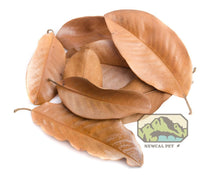 Magnolia Leaves Large - Planted Aquaria