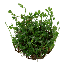 Marsilea crenata - Tropica TC - Planted Aquaria