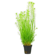 Mayaca fluviatilis - Unpotted - Planted Aquaria