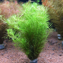Mayaca sellowiniana - Unpotted - Planted Aquaria