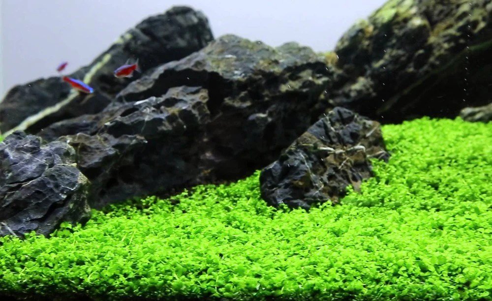 Micranthemum 'Monte Carlo' - ADA TC - Planted Aquaria
