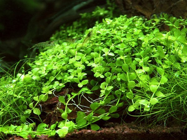 Micranthemum 'Monte Carlo' - ADA TC - Planted Aquaria
