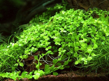 Micranthemum 'Monte Carlo' - ADA TC - Planted Aquaria