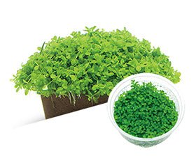 Micranthemum 'Monte Carlo' - ADA TC - Planted Aquaria