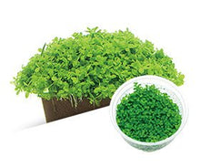 Micranthemum 'Monte Carlo' - ADA TC - Planted Aquaria