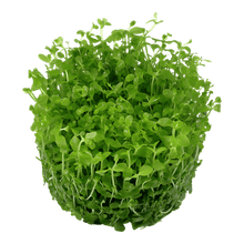 Micranthemum tweediei 'Monte Carlo' - Imported TC - Planted Aquaria