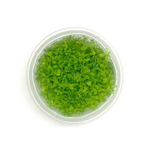Micranthemum tweediei 'Monte Carlo' - Imported TC - Planted Aquaria