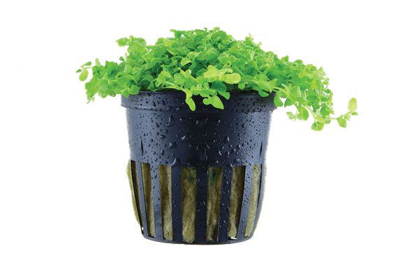 Micranthemum tweediei 'Monte Carlo' - Potted - Planted Aquaria
