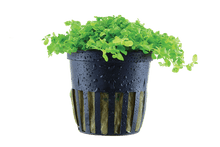 Micranthemum tweediei 'Monte Carlo' - Potted - Planted Aquaria