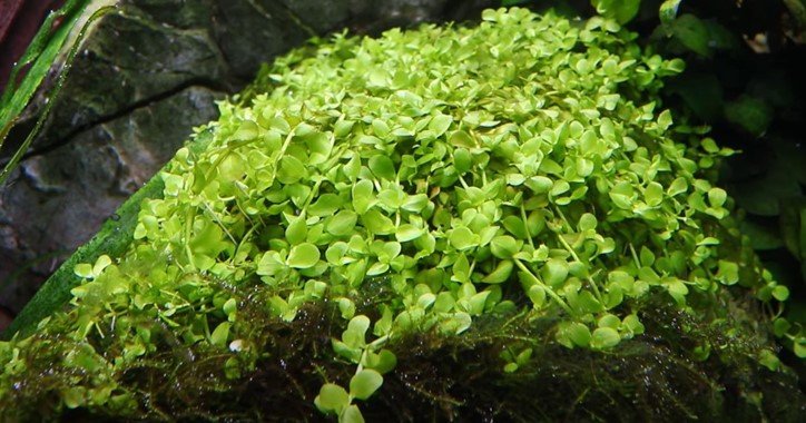 Micranthemum tweediei 'Monte Carlo' - Potted - Planted Aquaria