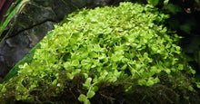 Micranthemum tweediei 'Monte Carlo' - Potted - Planted Aquaria