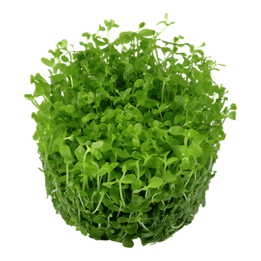 Micranthemum tweediei 'Monte Carlo' - Tropica TC - Planted Aquaria