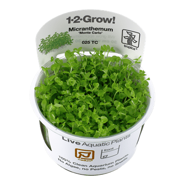 Micranthemum tweediei 'Monte Carlo' - Tropica TC - Planted Aquaria