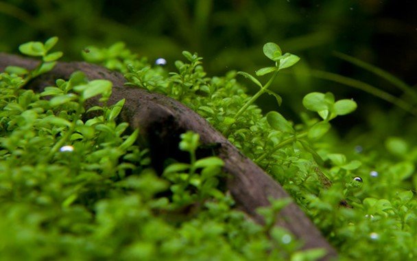 Micranthemum tweediei 'Monte Carlo' - Tropica TC - Planted Aquaria