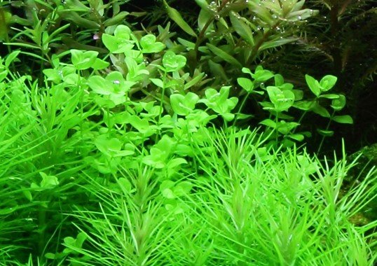 Micranthemum umbrosum - Potted - Planted Aquaria