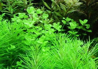 Micranthemum umbrosum - Potted - Planted Aquaria
