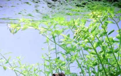 Micranthemum umbrosum - Potted - Planted Aquaria
