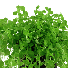 Micranthemum umbrosum - Potted - Planted Aquaria