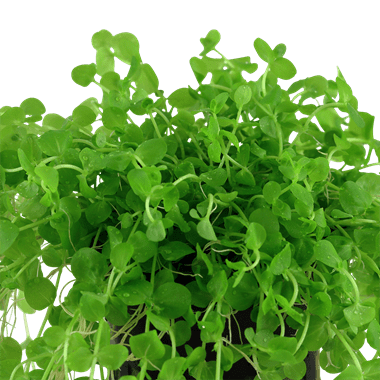 Micranthemum umbrosum - Potted - Planted Aquaria