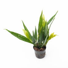 Microsorum pteropus 'Black Forest' - Potted - Planted Aquaria