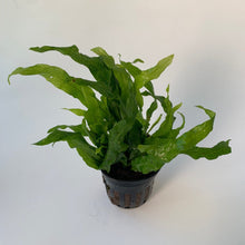 Microsorum pteropus 'Flaming' - Potted - Planted Aquaria