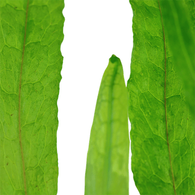 Microsorum pteropus 'Narrow' - Potted - Planted Aquaria
