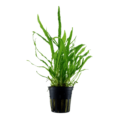 Microsorum pteropus 'Narrow' - Potted - Planted Aquaria