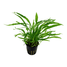 Microsorum pteropus 'Narrow' - Potted - Planted Aquaria