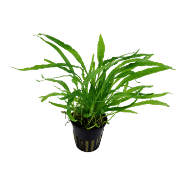 Microsorum pteropus 'Narrow' - Potted - Planted Aquaria