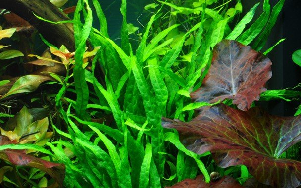 Microsorum pteropus 'Narrow' - Potted - Planted Aquaria