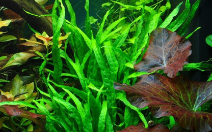 Microsorum pteropus 'Narrow' - Potted - Planted Aquaria