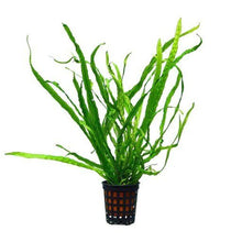 Microsorum pteropus Needle Taiwan - Potted - Planted Aquaria