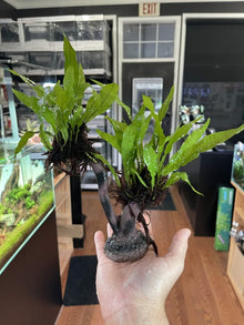 Microsorum pteropus on 'S' Stick - Planted Aquaria