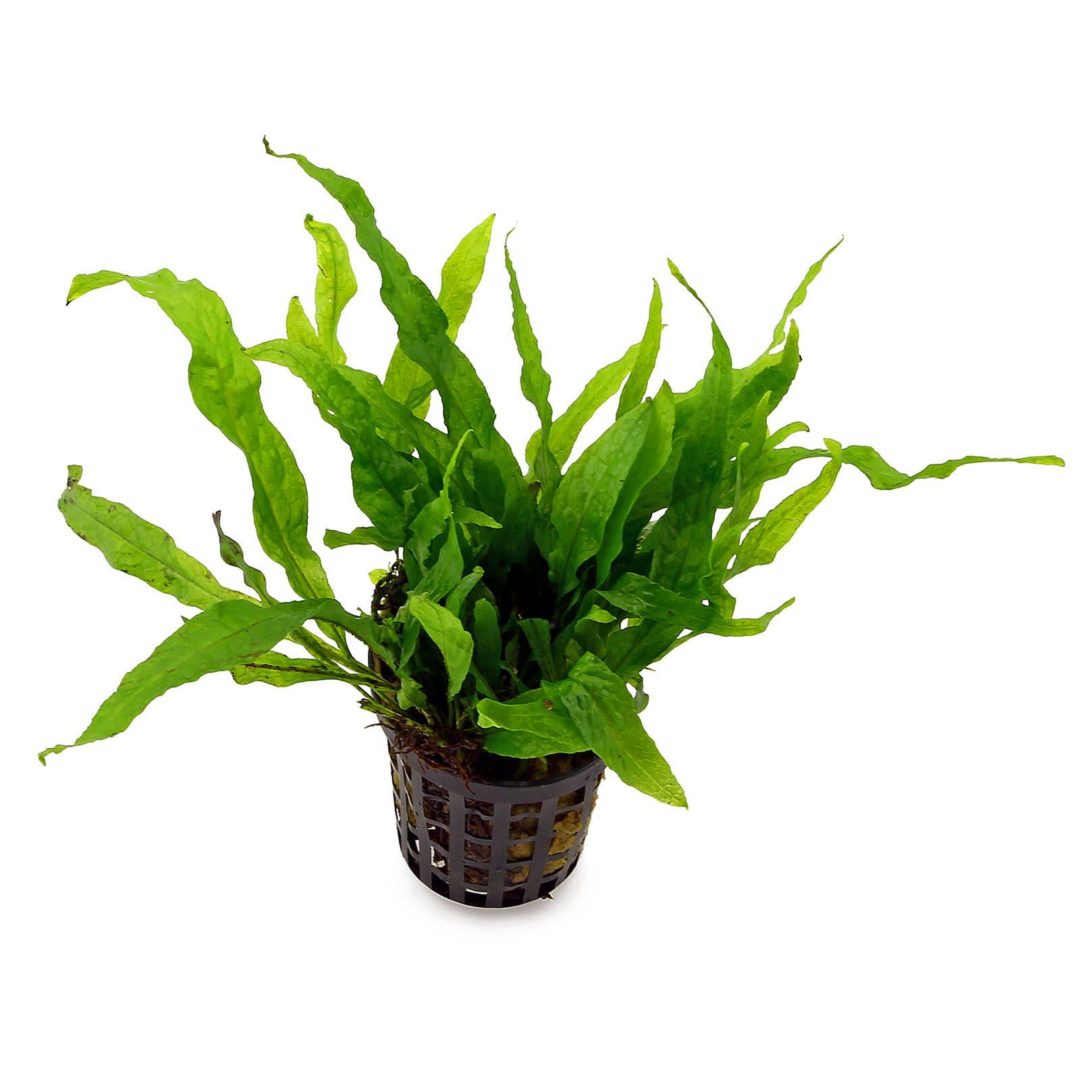 Microsorum pteropus petite - Potted - Planted Aquaria