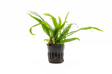 Microsorum pteropus 'Philippine Mini' - Potted - Planted Aquaria