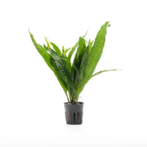 Microsorum pteropus Philippine - Potted - Planted Aquaria