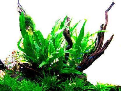 Microsorum pteropus - Potted - Planted Aquaria