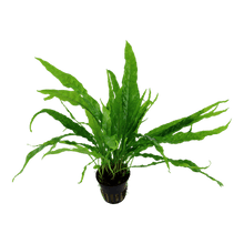 Microsorum pteropus - Potted - Planted Aquaria