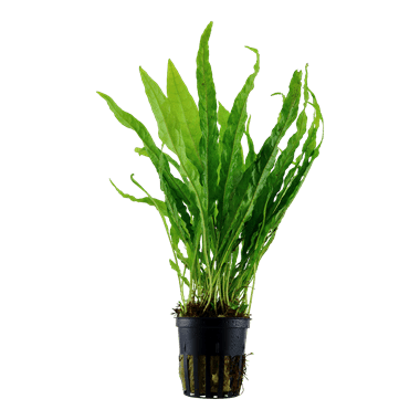 Microsorum pteropus - Potted - Planted Aquaria