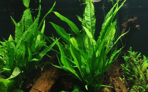 Microsorum pteropus - Potted - Planted Aquaria