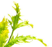 Microsorum pteropus 'Sunrise' - Potted - Planted Aquaria