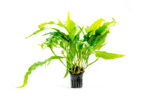 Microsorum pteropus 'Sunrise' - Potted - Planted Aquaria