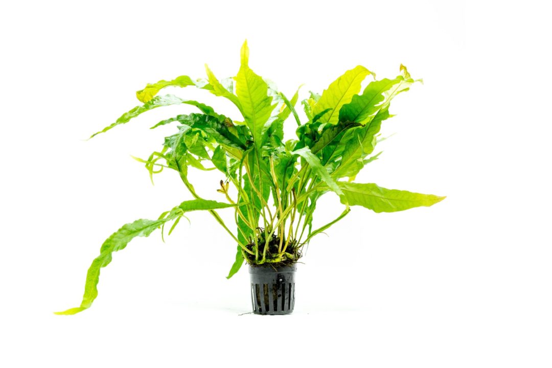 Microsorum pteropus 'Sunrise' - Potted - Planted Aquaria