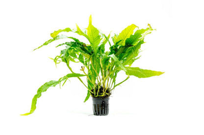 Microsorum pteropus 'Sunrise' - Potted - Planted Aquaria